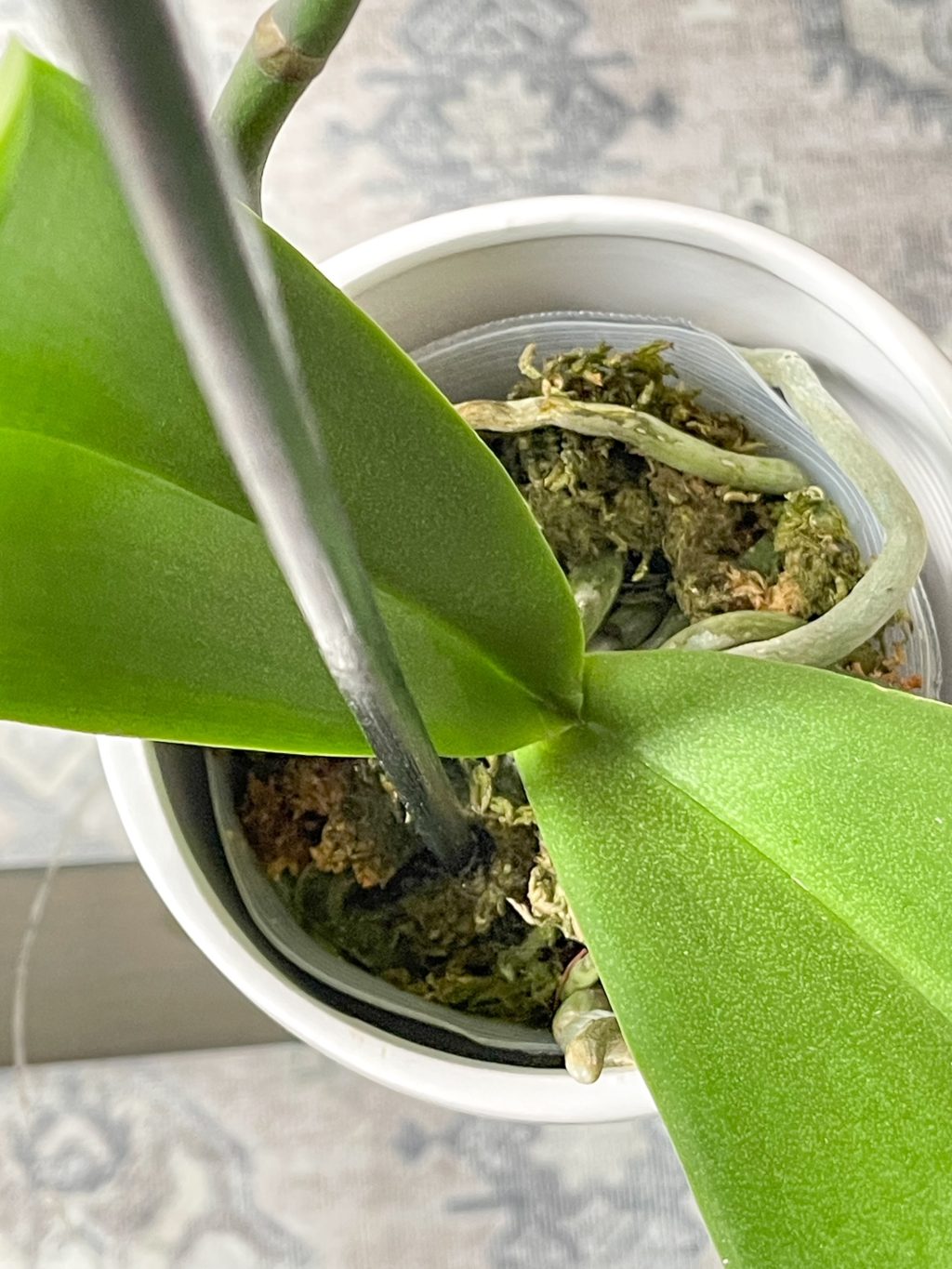 the green plant of an orchid