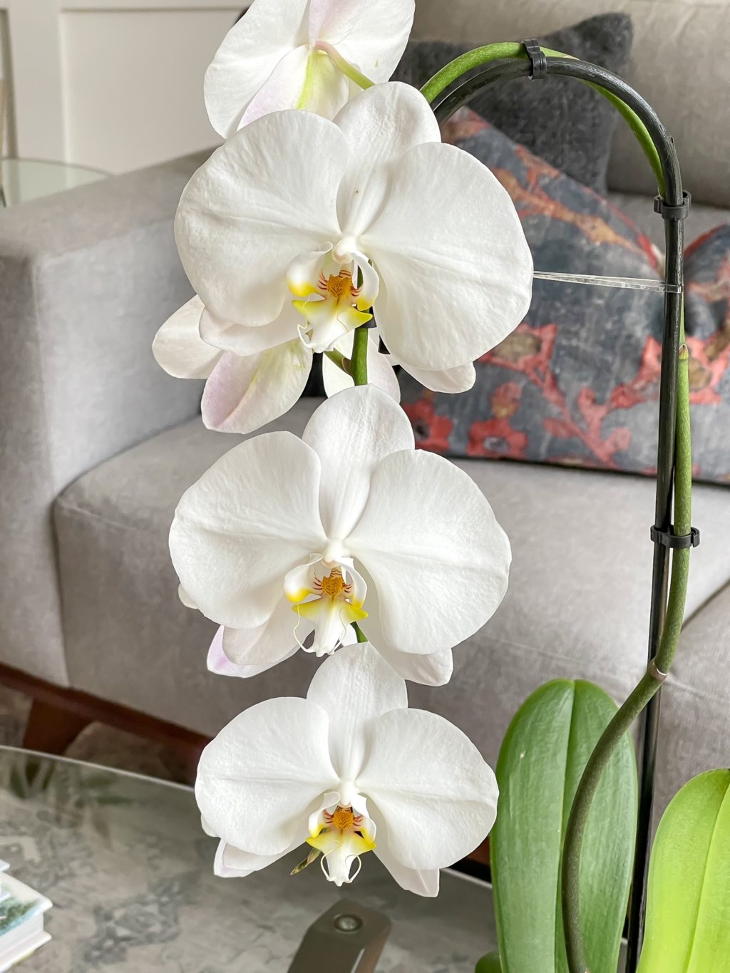 petals of a white orchid plant