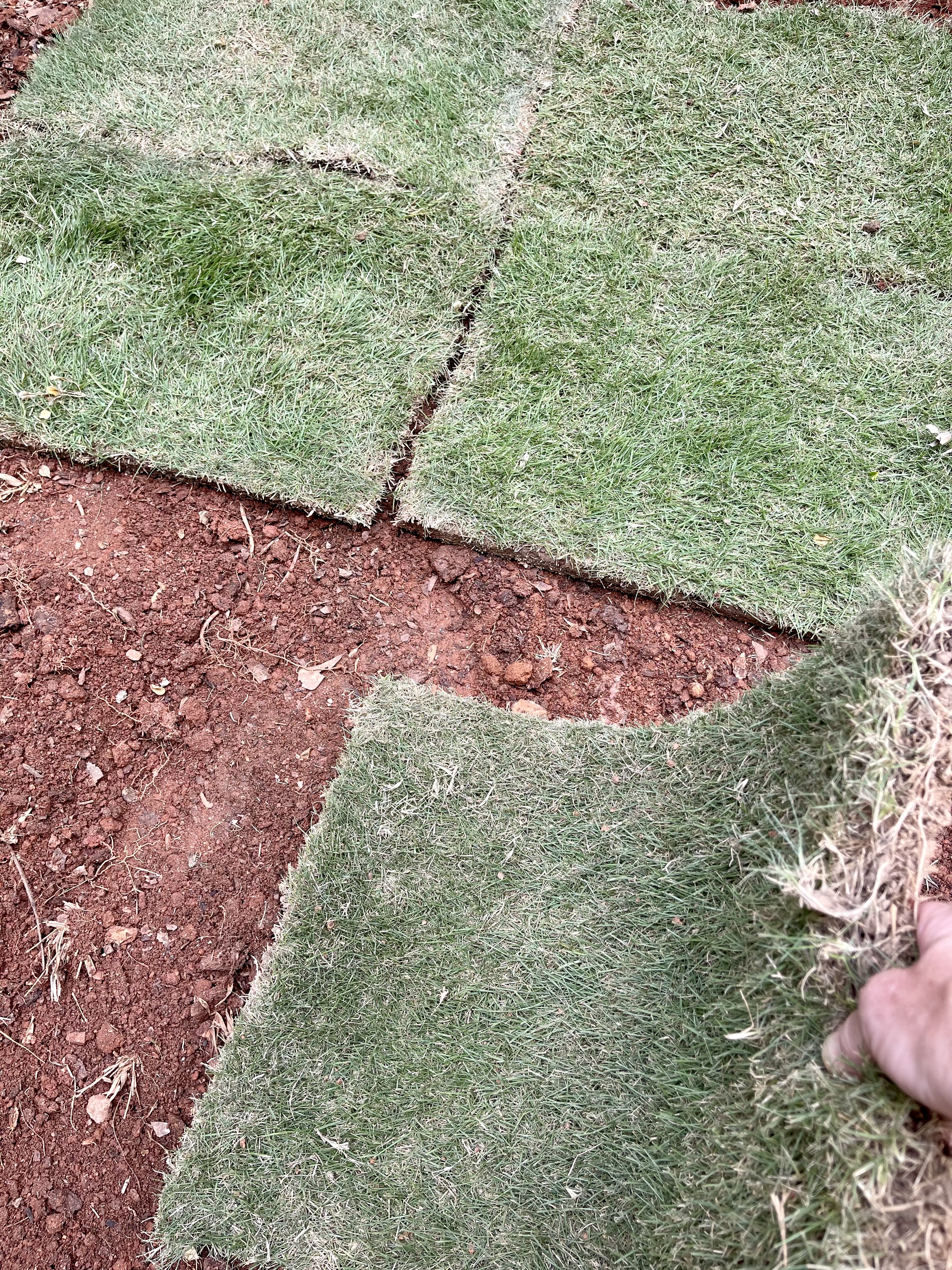 sod pieces being installed on ground