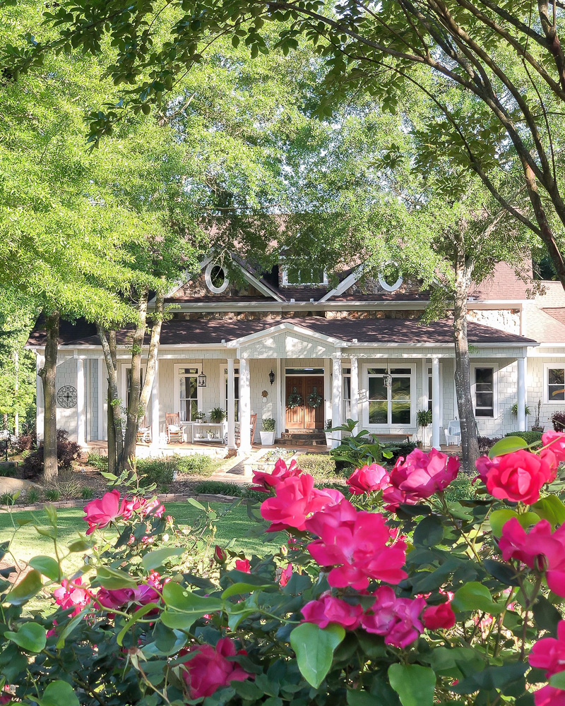 pink knockout roses with house in background