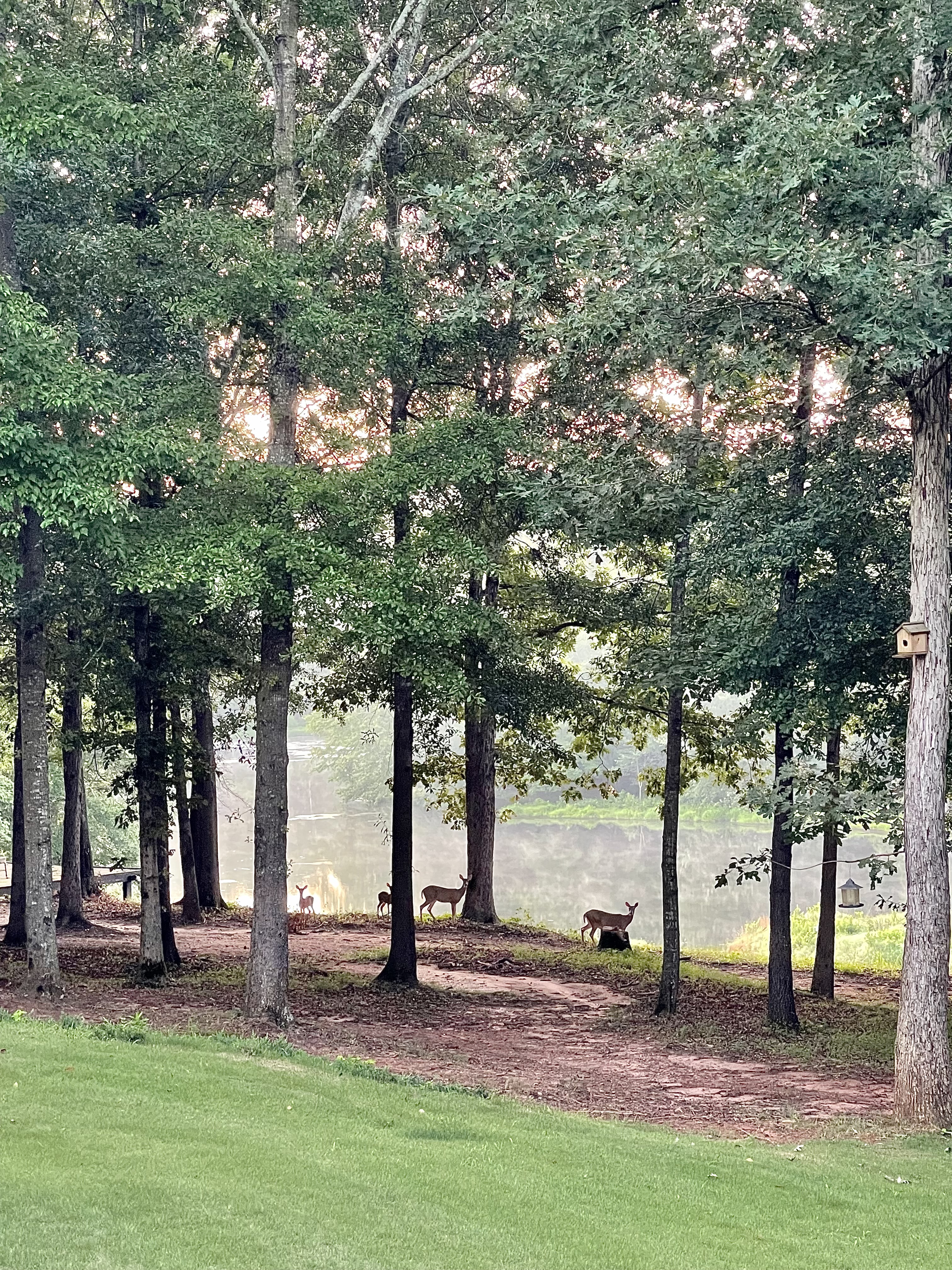 deer family at duke manor farm