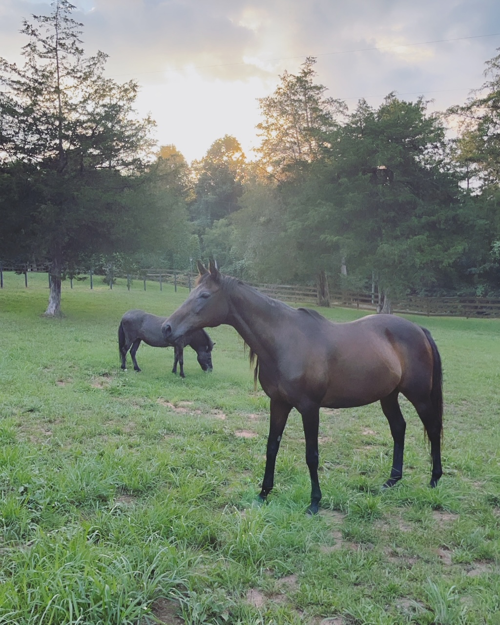 horses at duke manor farm in weekend hangout