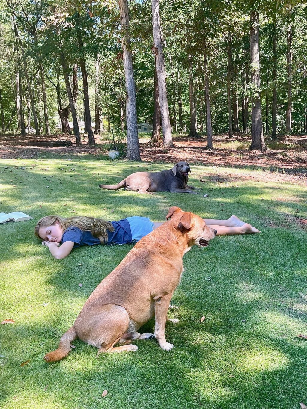 Dogs sitting in the backyard with girl on the grass.