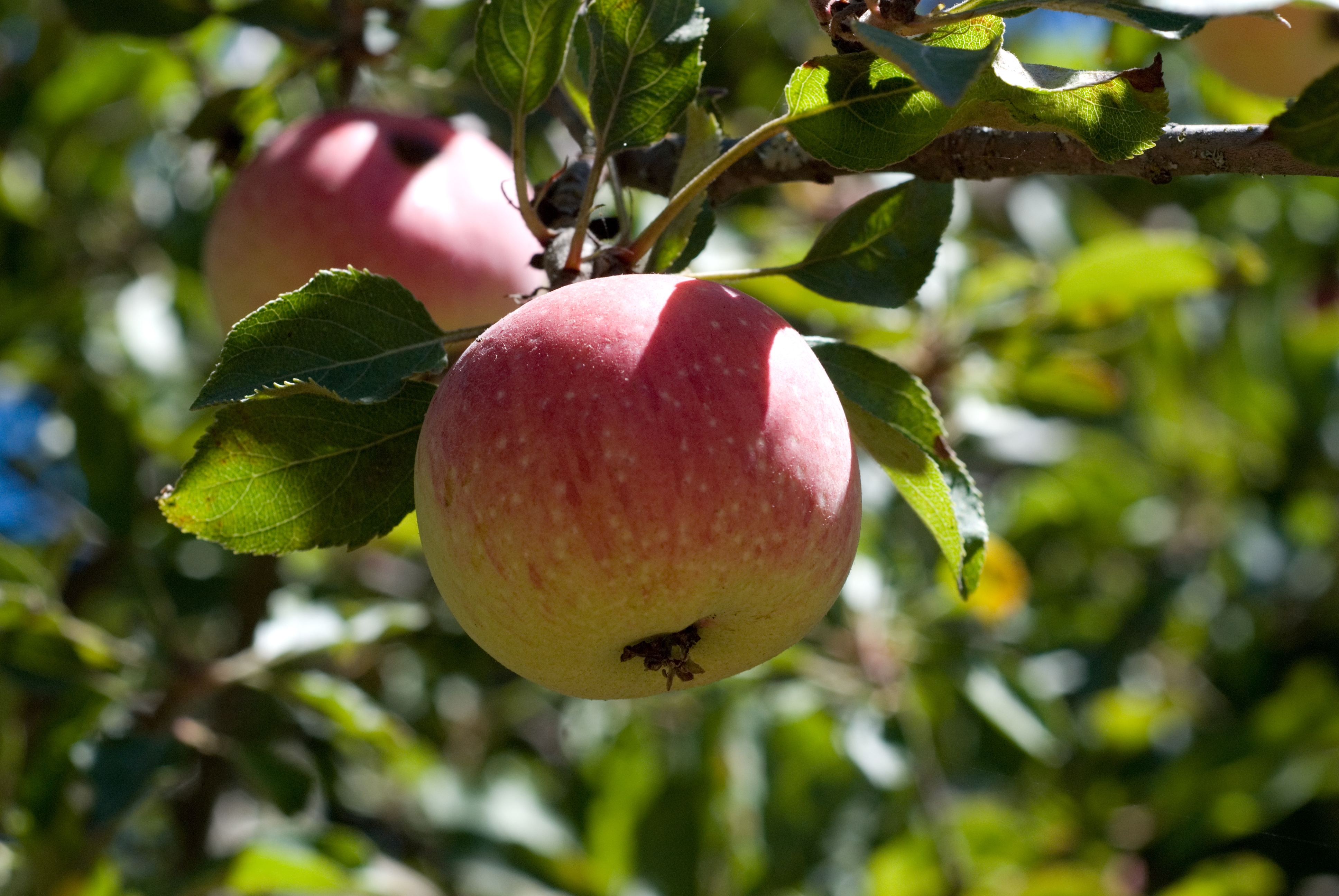 apples on a apple tree