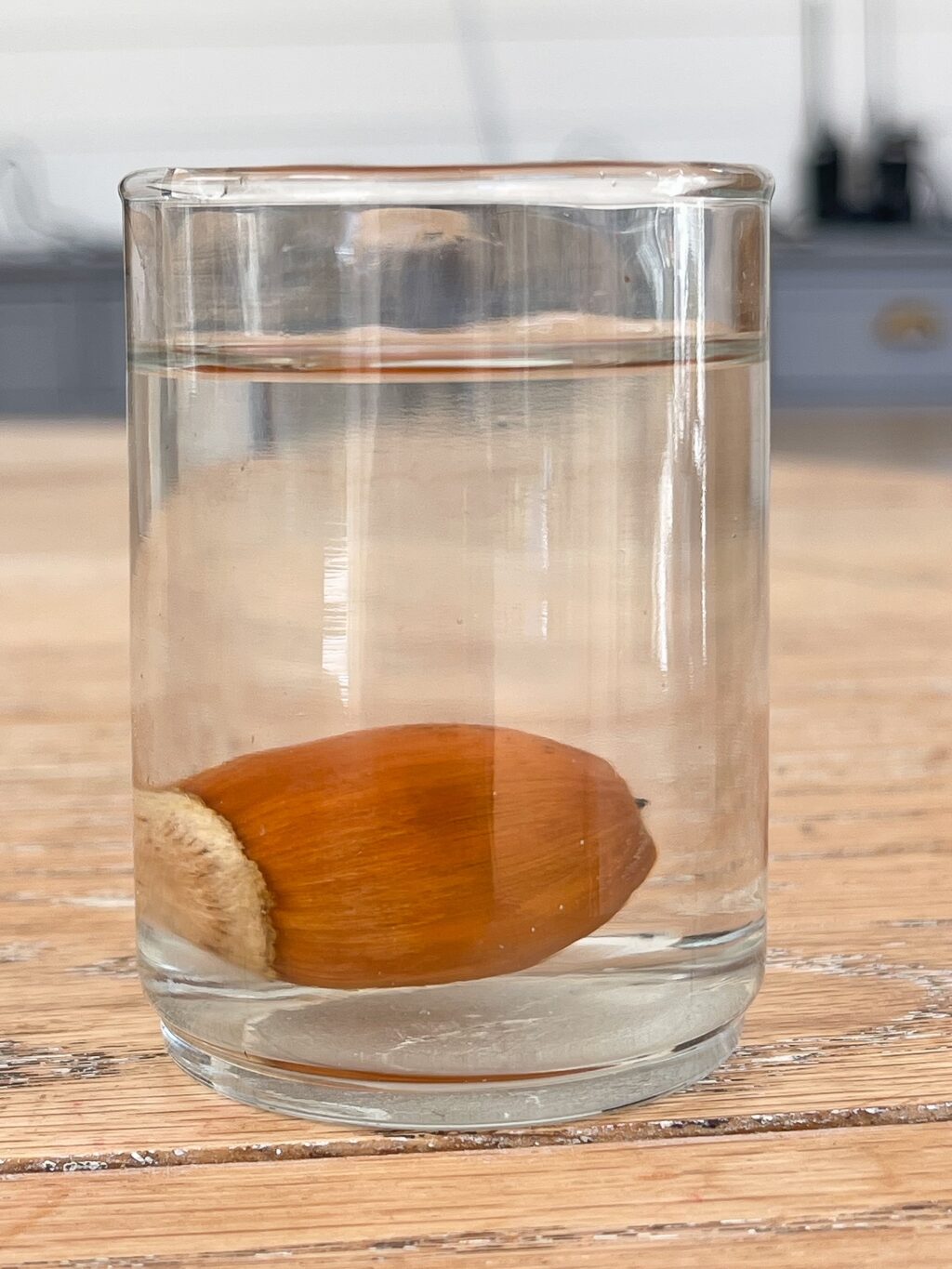 Acron seed in a small jar with water