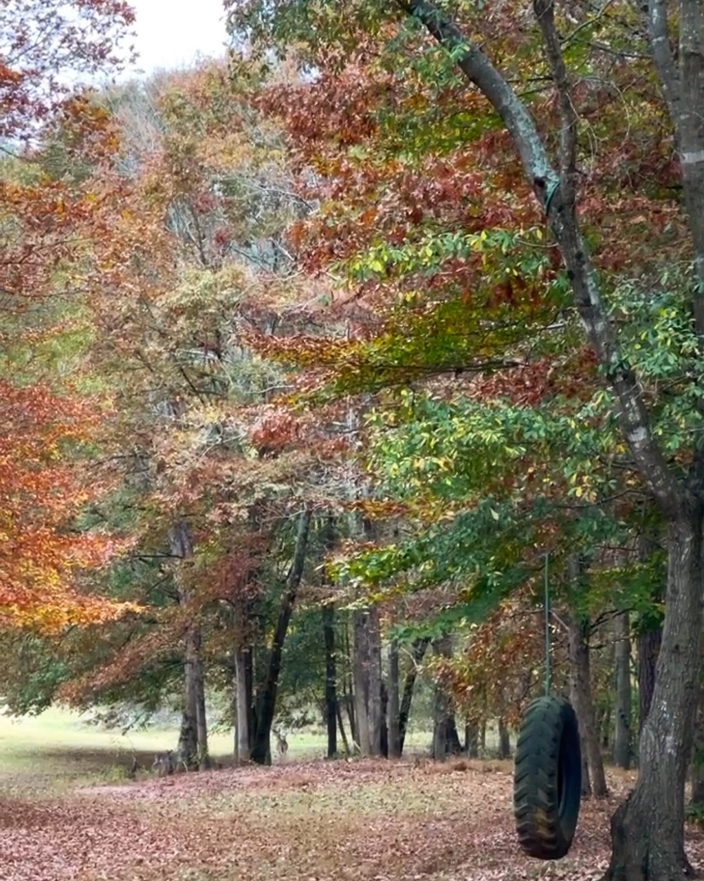 colorful leaves on trees