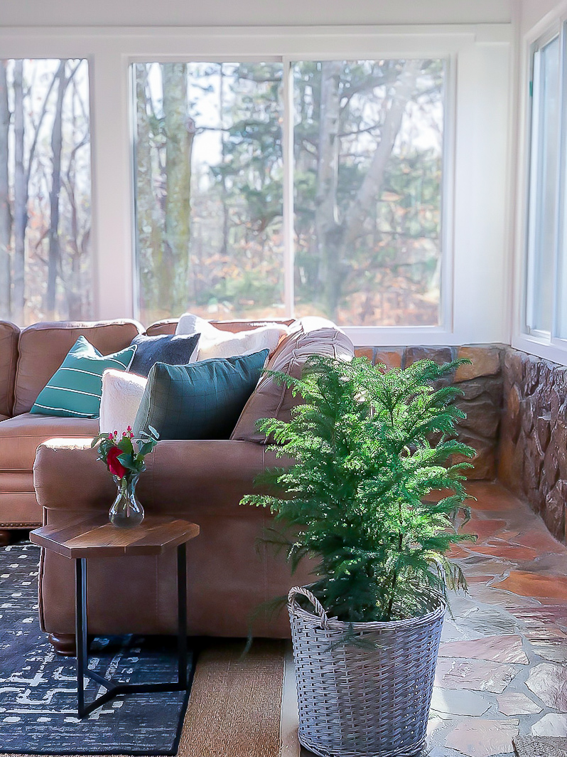 family room with sectional couch and norfolk pine in a gray basket