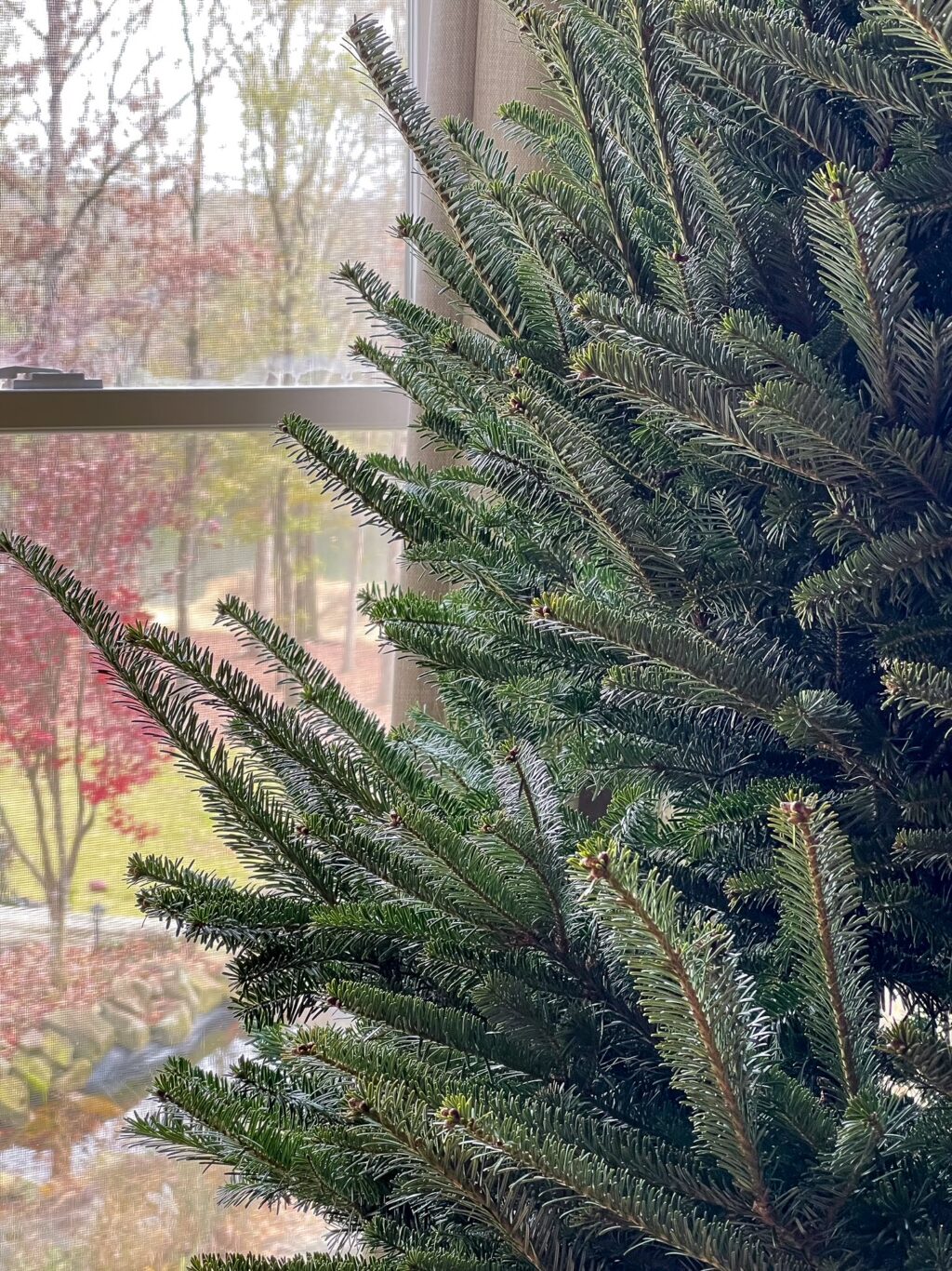 Close up of undecorated christmas tree in front of windows.