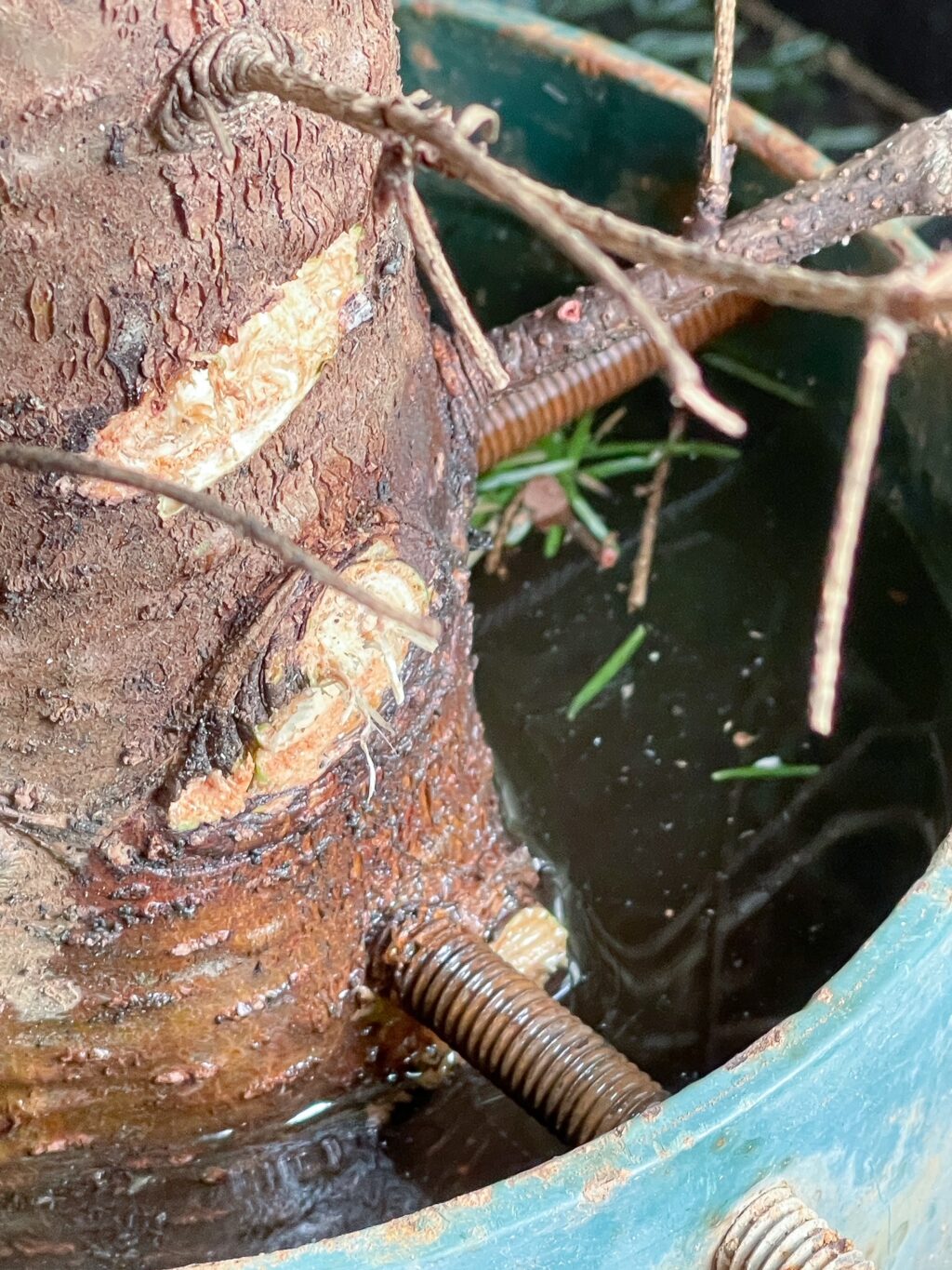 Trunk of a Christmas tree in a tree stand with water.