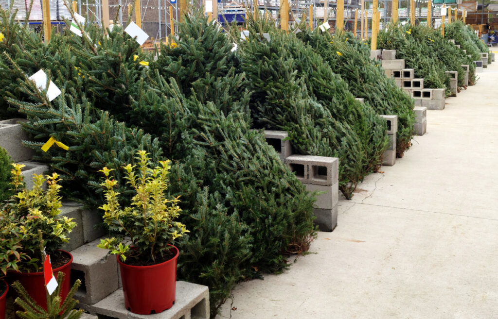 Christmas trees for sale at garden center.