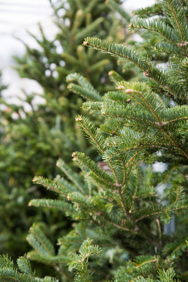 Green fresh Christmas trees