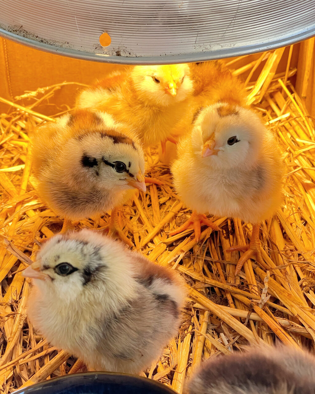 baby chicks under a light