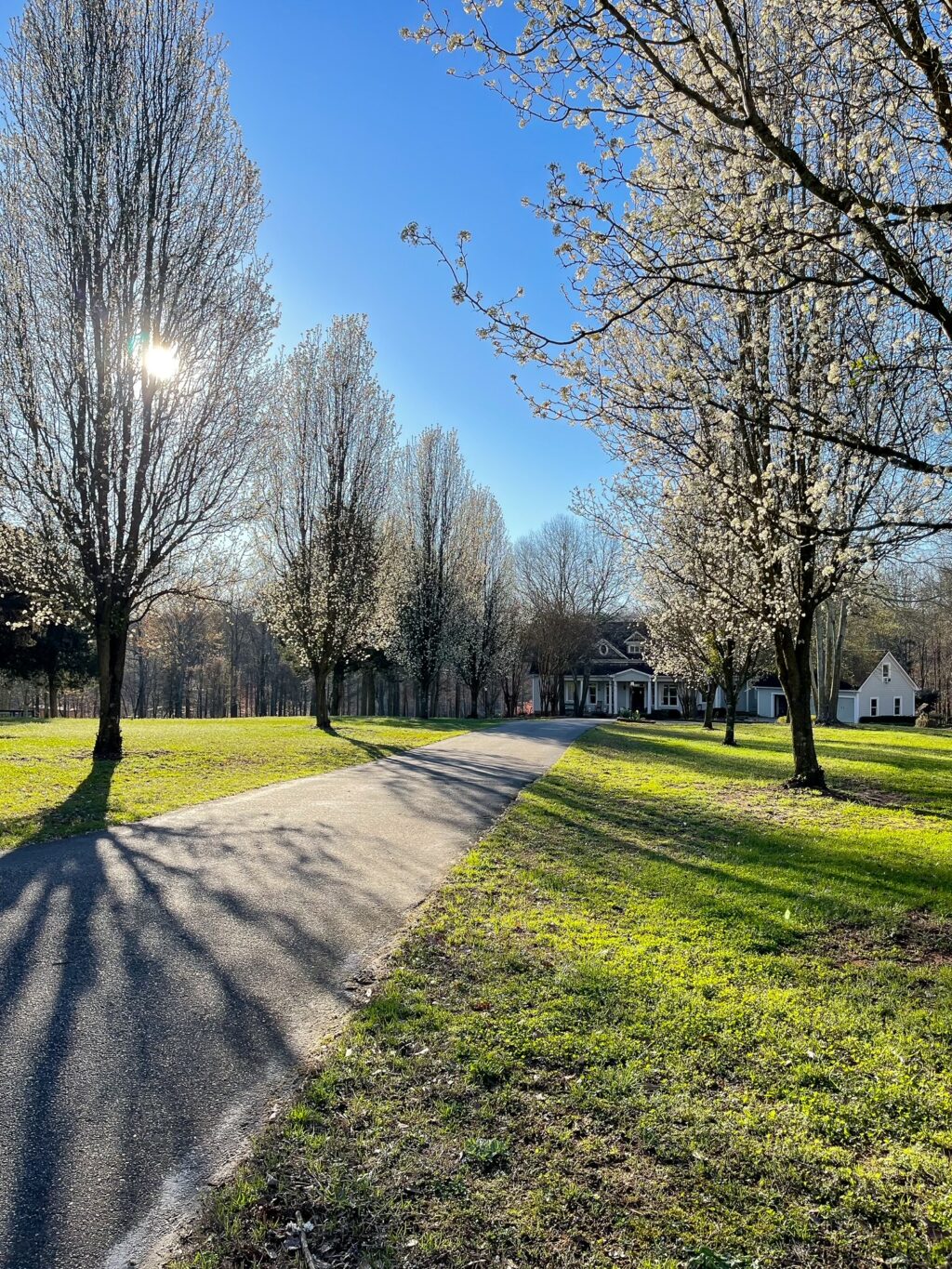 sunrise and bradford pear trees with house in background