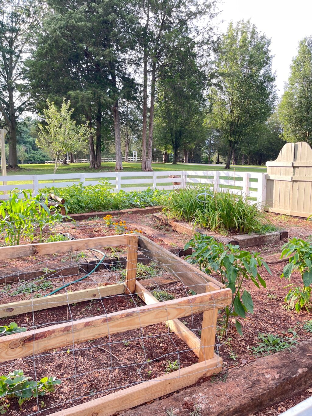 outdoor garden area