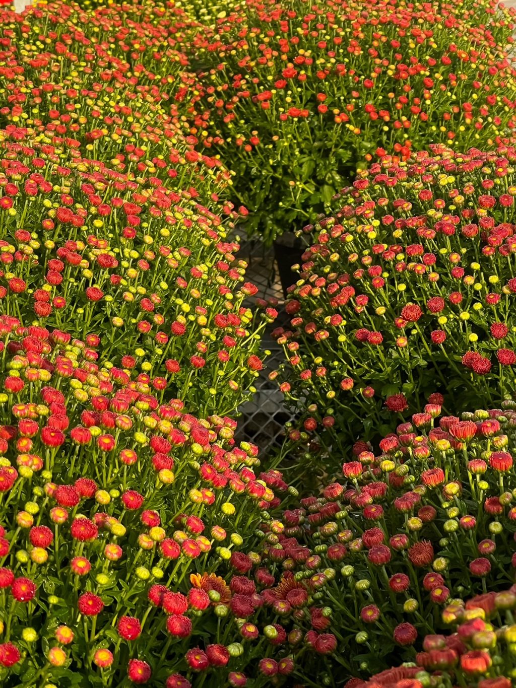 stacked orange mums on wagons