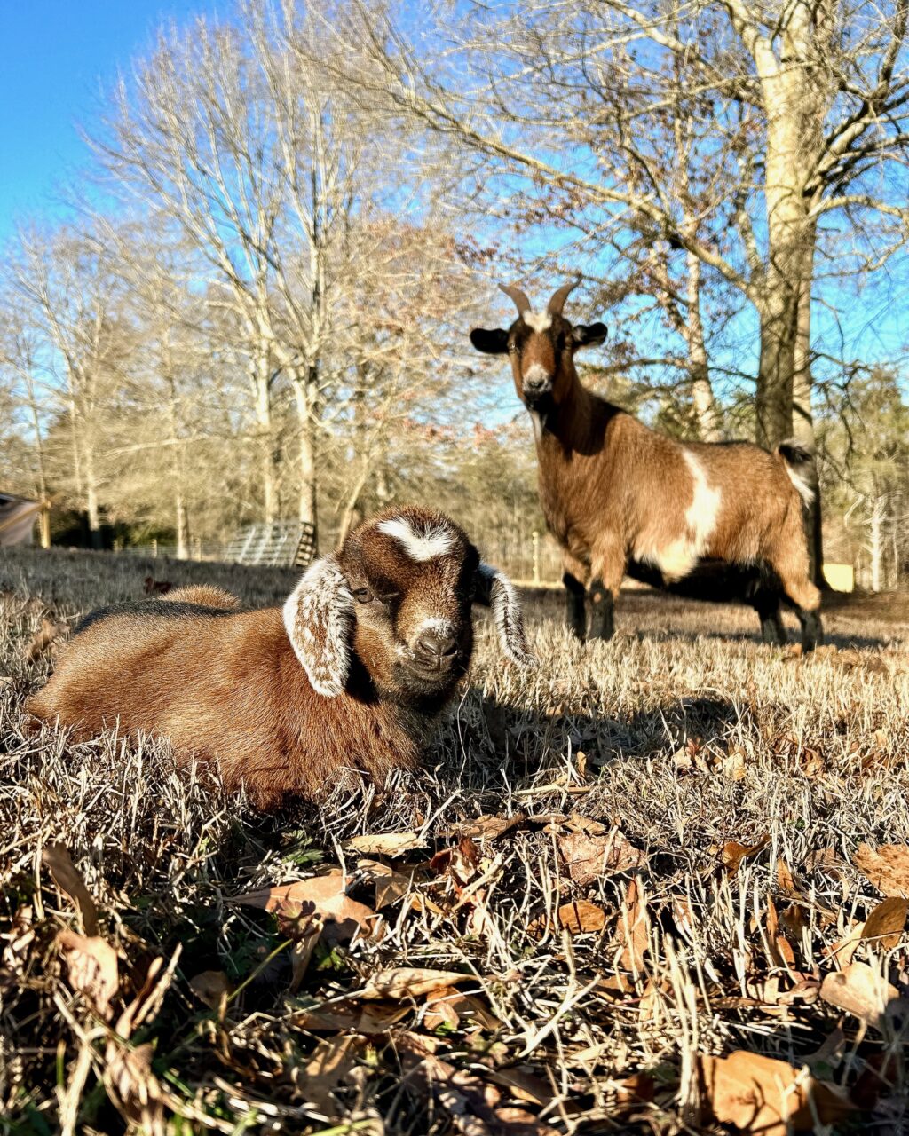 mama and her baby goat