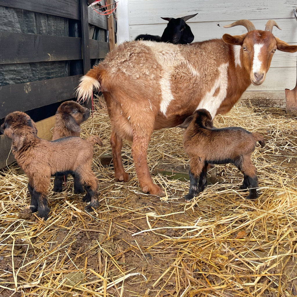 mama goat with 3 kids in barn
