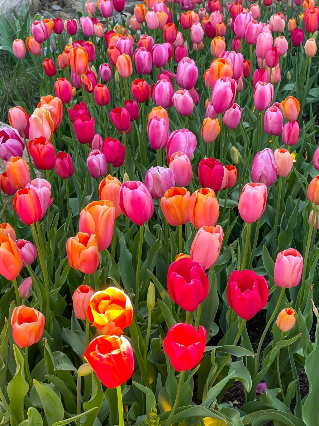 rows of pink, orange and pink tulips