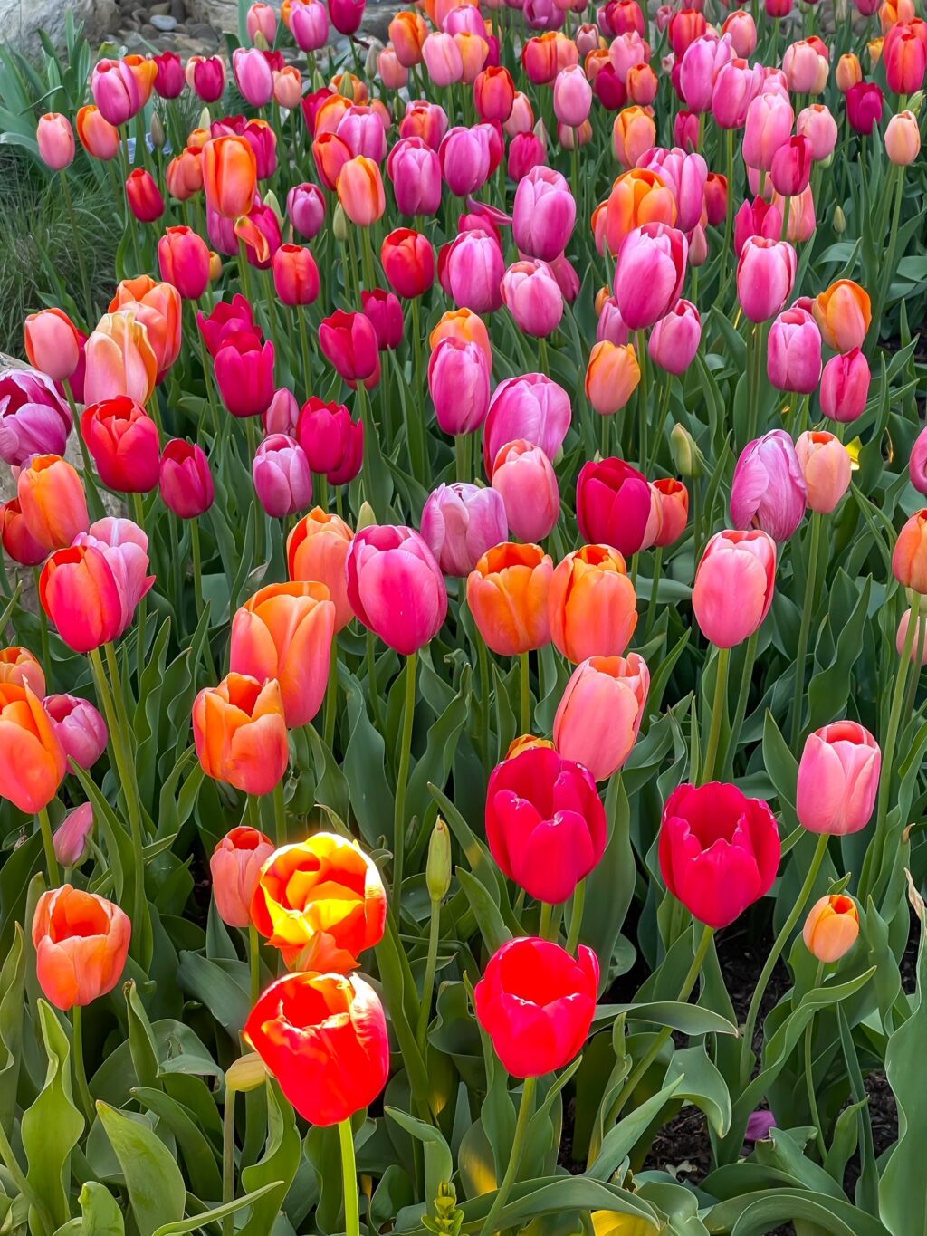 bunch of tulips