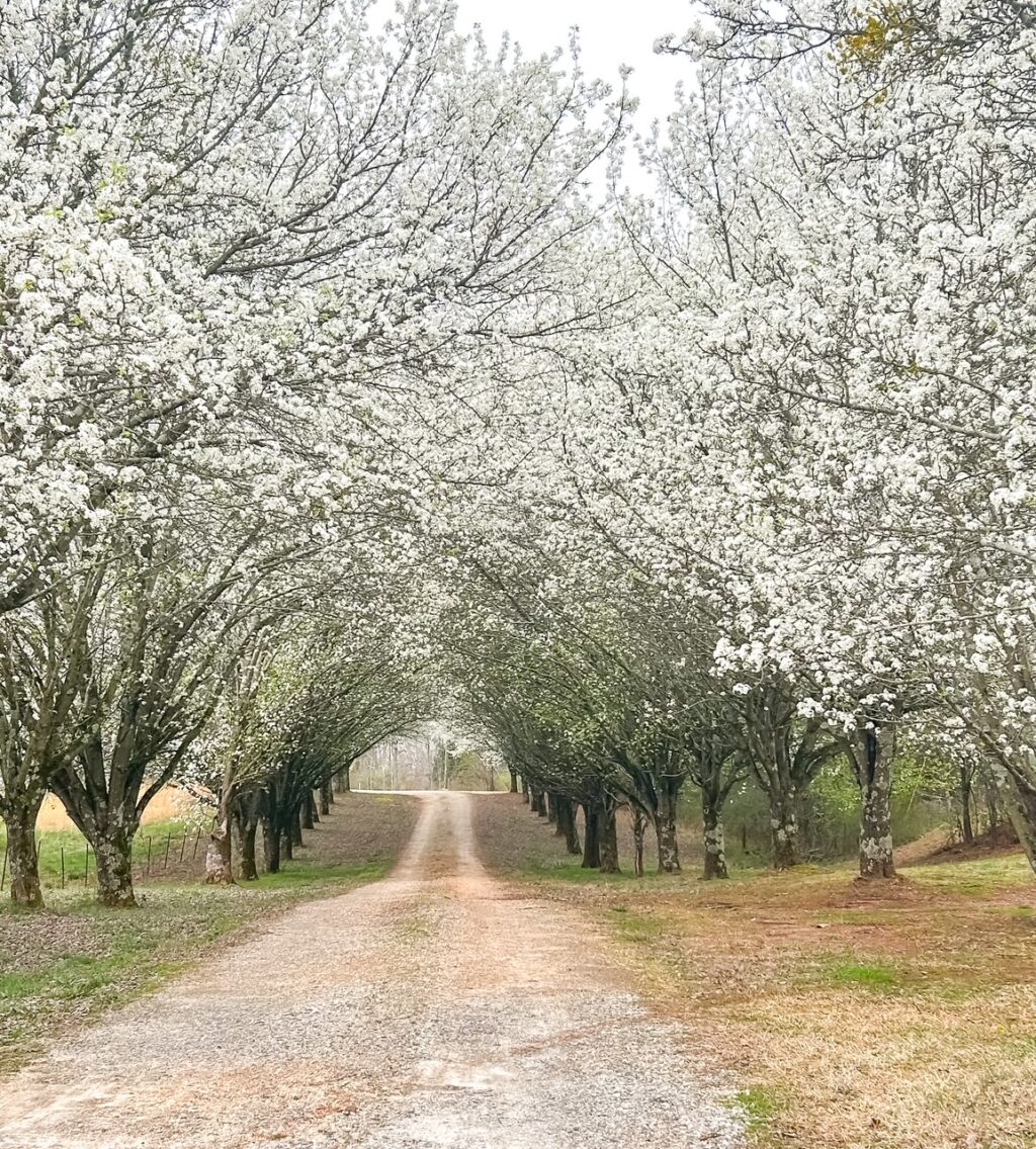 driveway lined with bradford pears