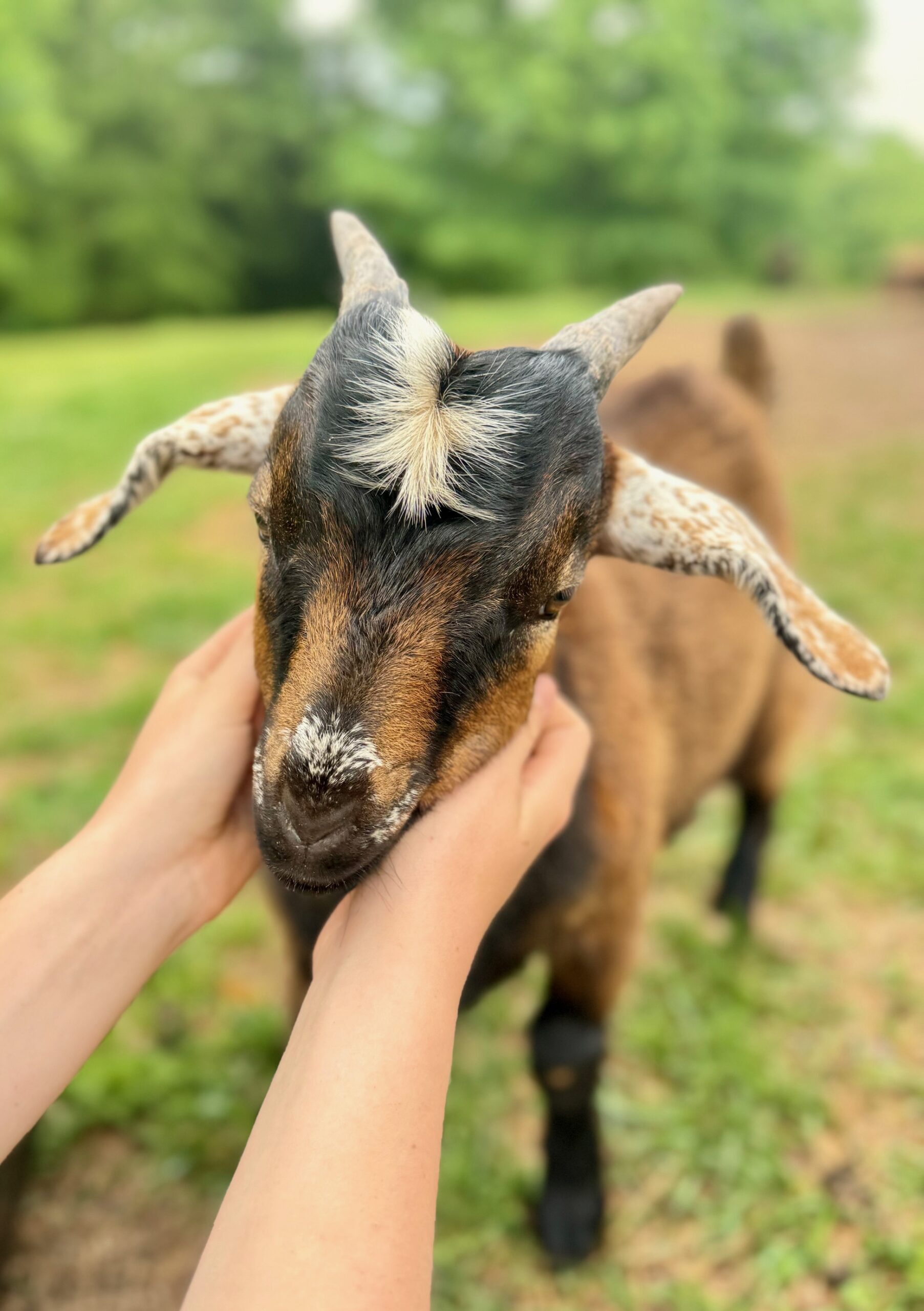 baby kid for weekend hangout at duke manor farm