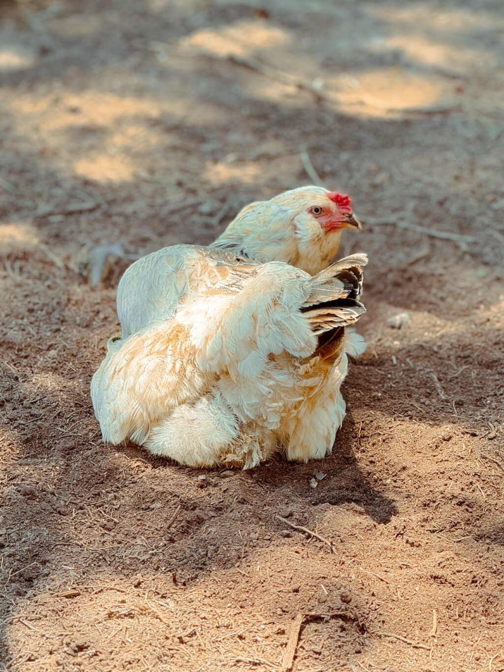  white chicken laying in dirt bath to keep cool in summer