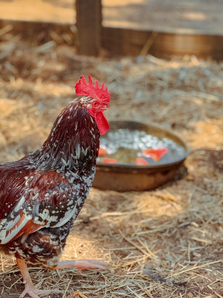 How to Keep Chickens (and goats) Cool in the Summer Heat