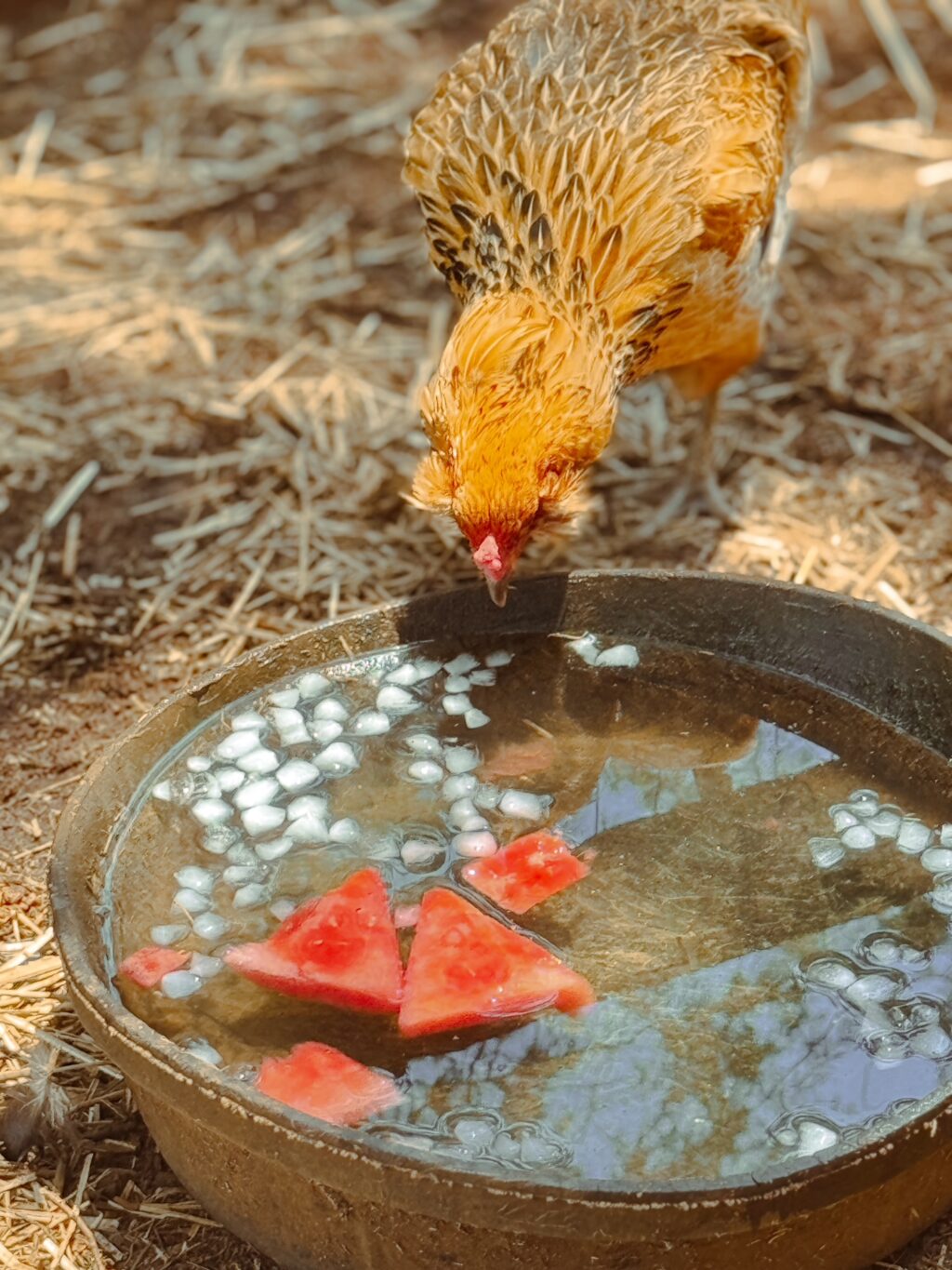 chicken drinking water with ice cube and frozen watermelon on a hot summer day