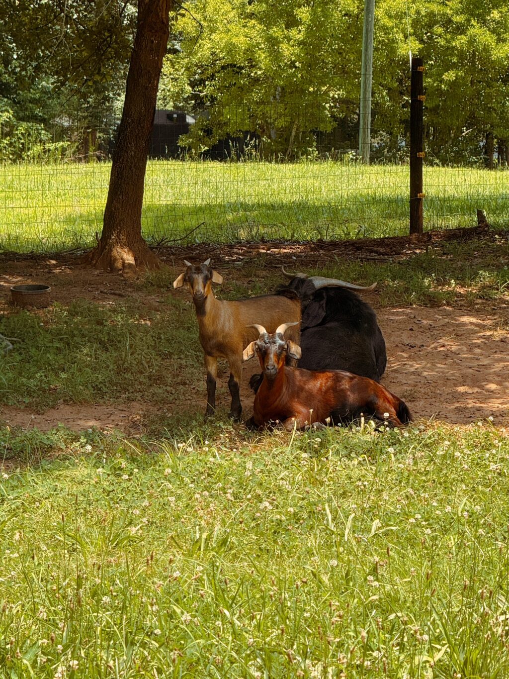 3 goats under trees 