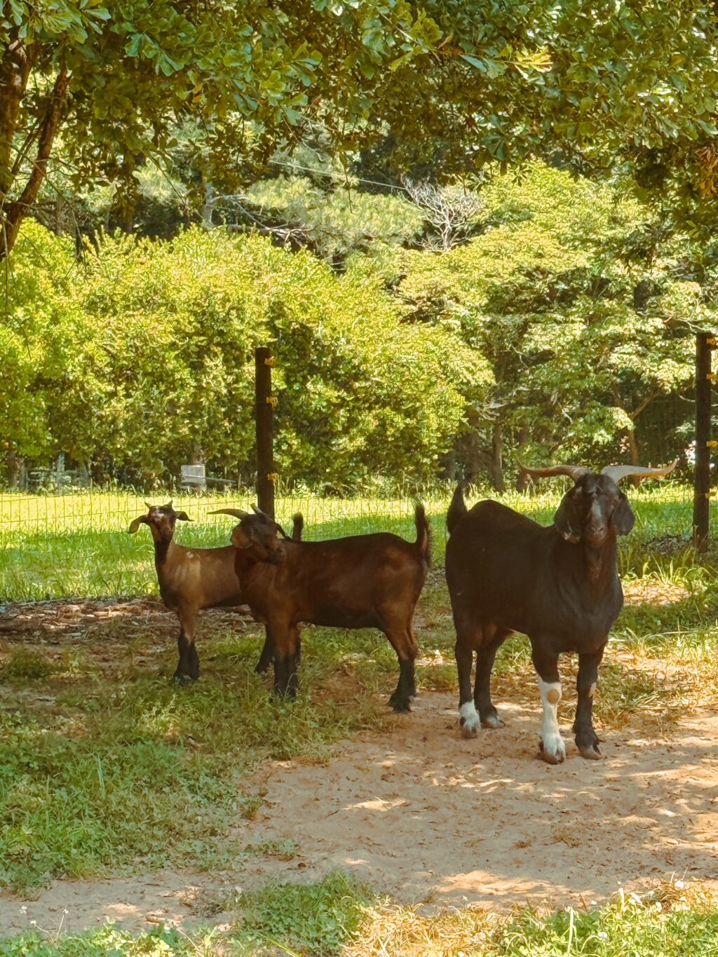 three goats in the summer heat under trees