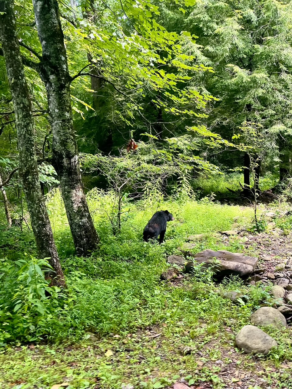 wildlife in Cades Cove