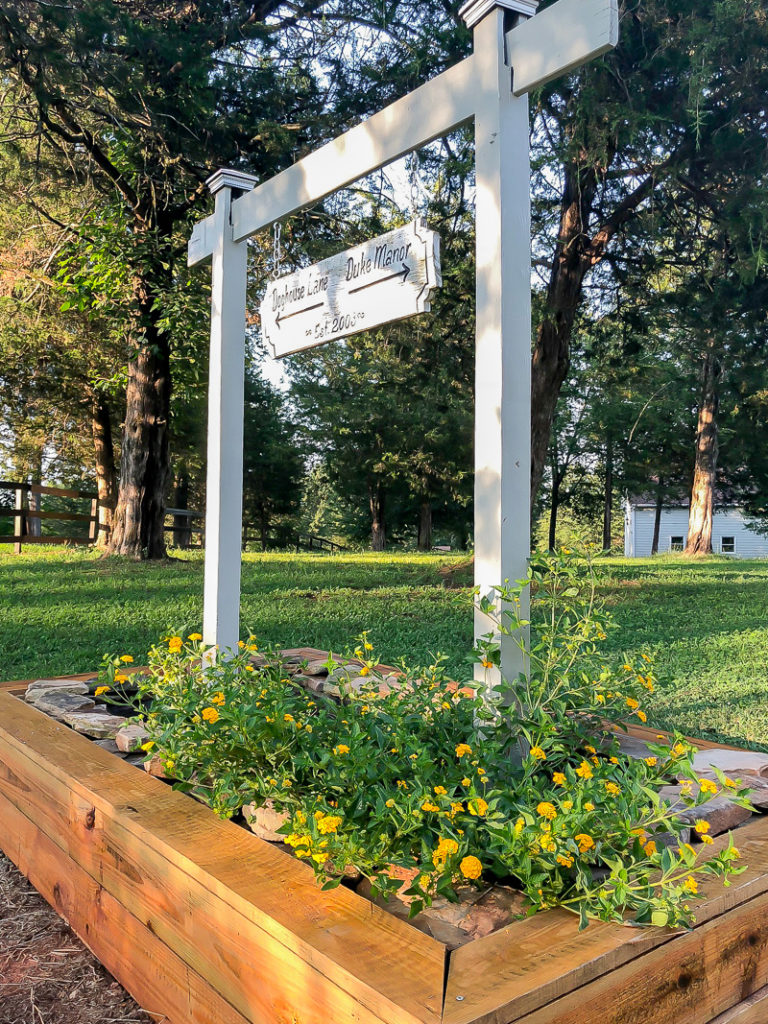 plants that go the extra mile in the summer heat including lantana