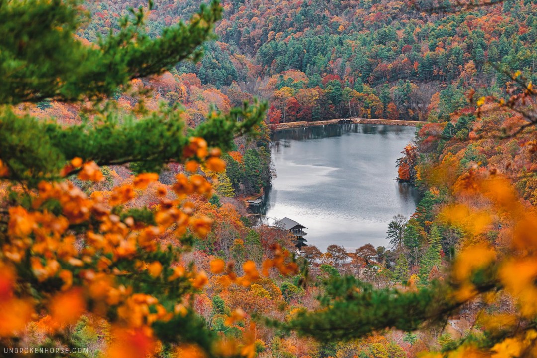ariel shot of fall color at Vogel state park
