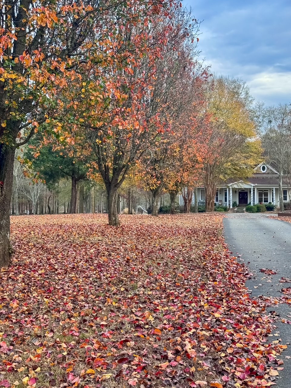 Life Lately on the Farm including the fall foilage at Duke Manor Farm