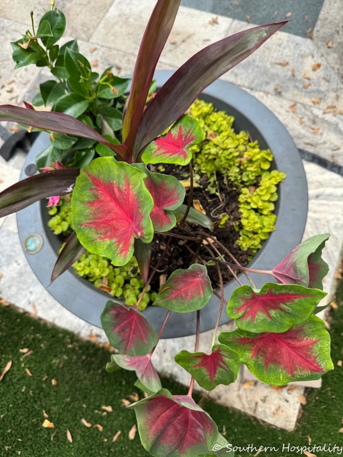 easy care summer annual planters