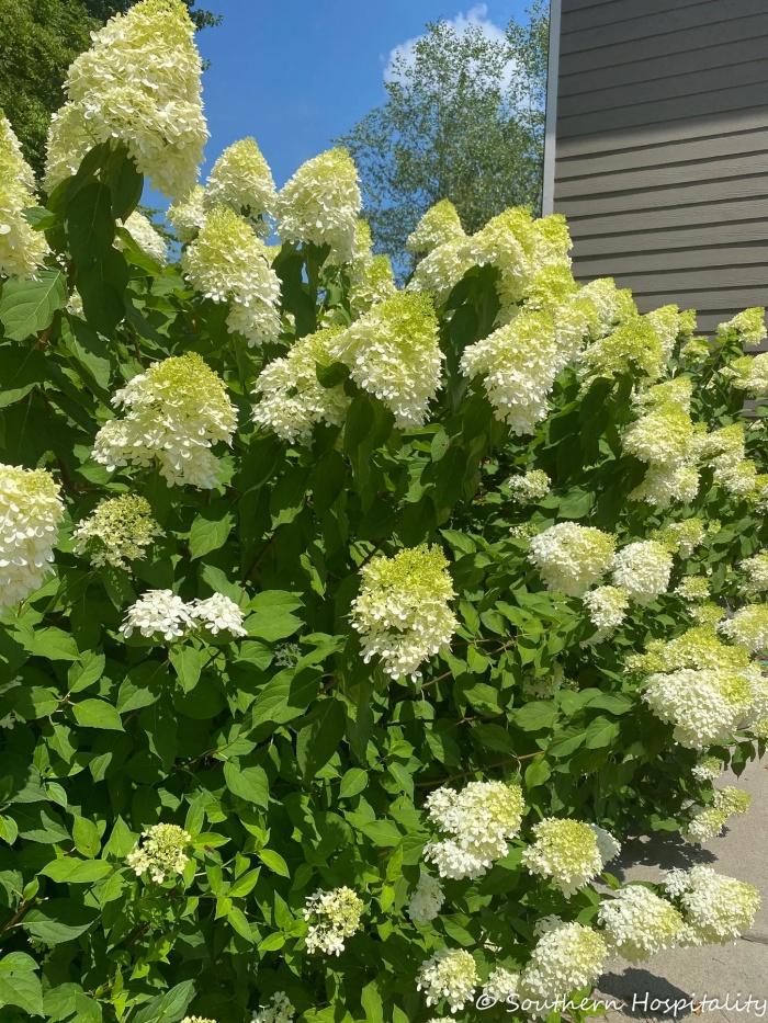 Limelight hydrangeas in full bloom