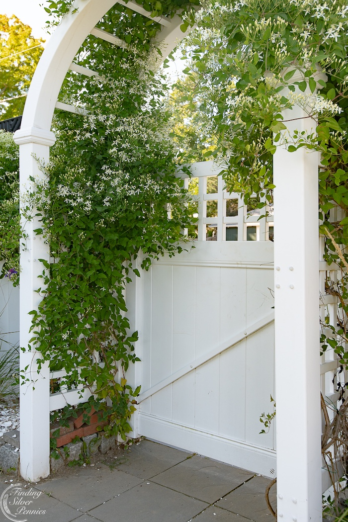 White sweet autumn clematis flowers around a garden gate